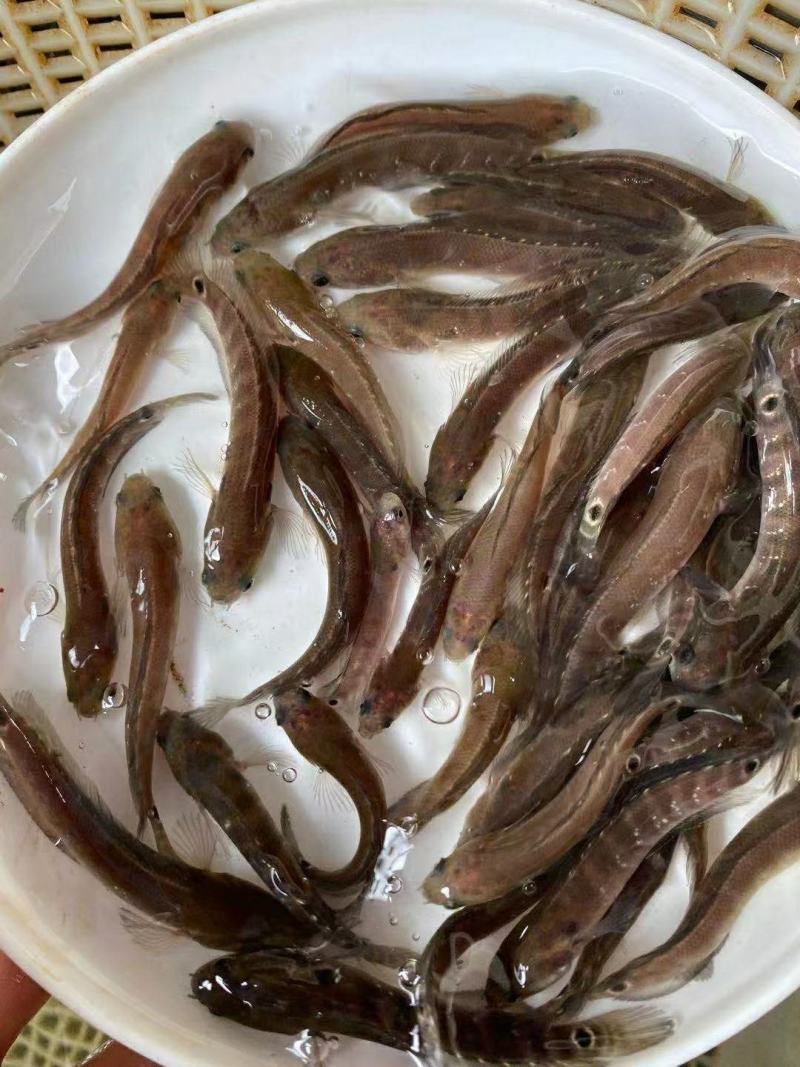 七星鱼苗，全国发货，欢迎订购。优良品种欢迎全国客户前来订
