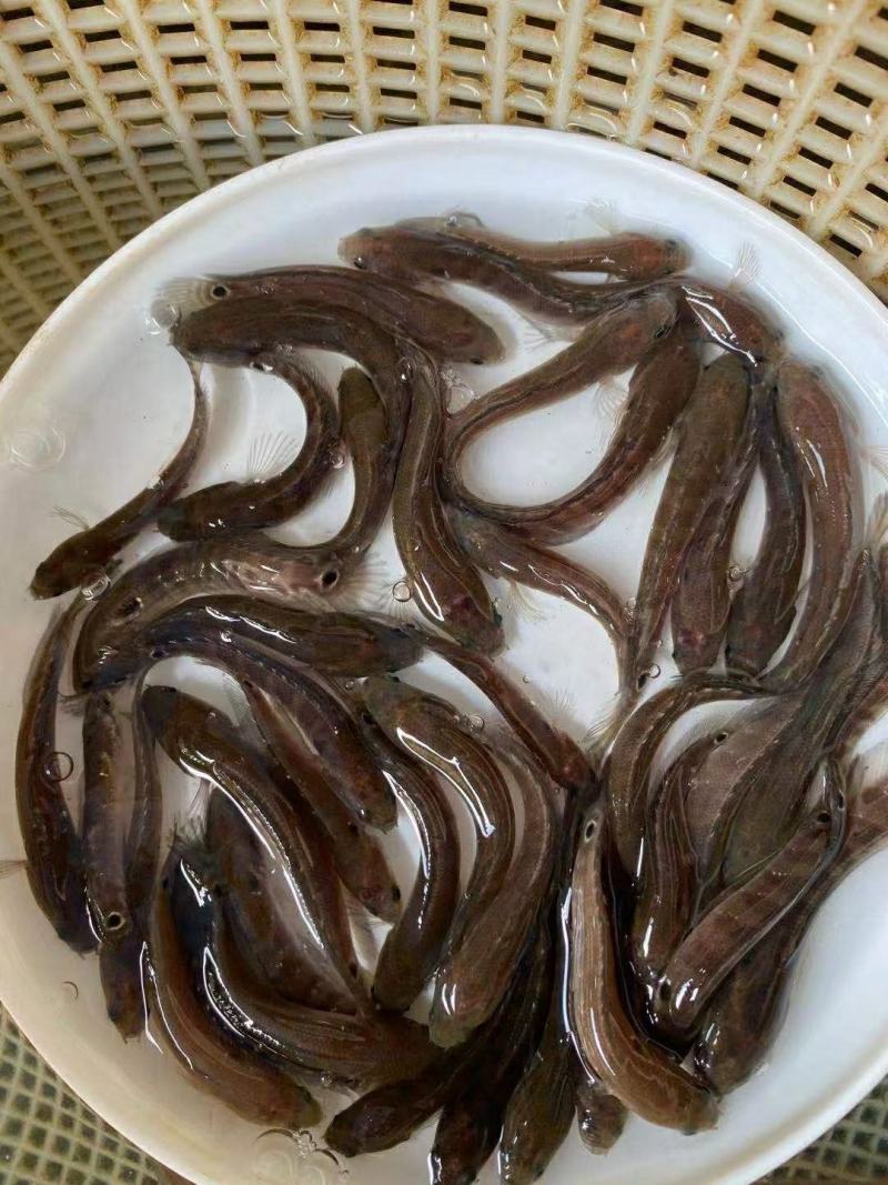 七星鱼苗，全国发货，欢迎订购。优良品种欢迎全国客户前来订