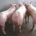 二元母猪产崽多耐粗饲料全国各地都适合饲养