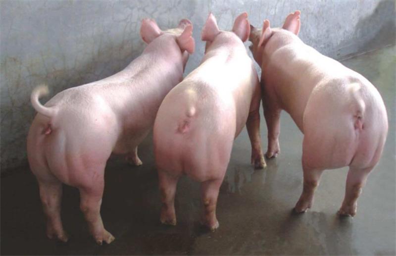 二元母猪产崽多耐粗饲料全国各地都适合饲养