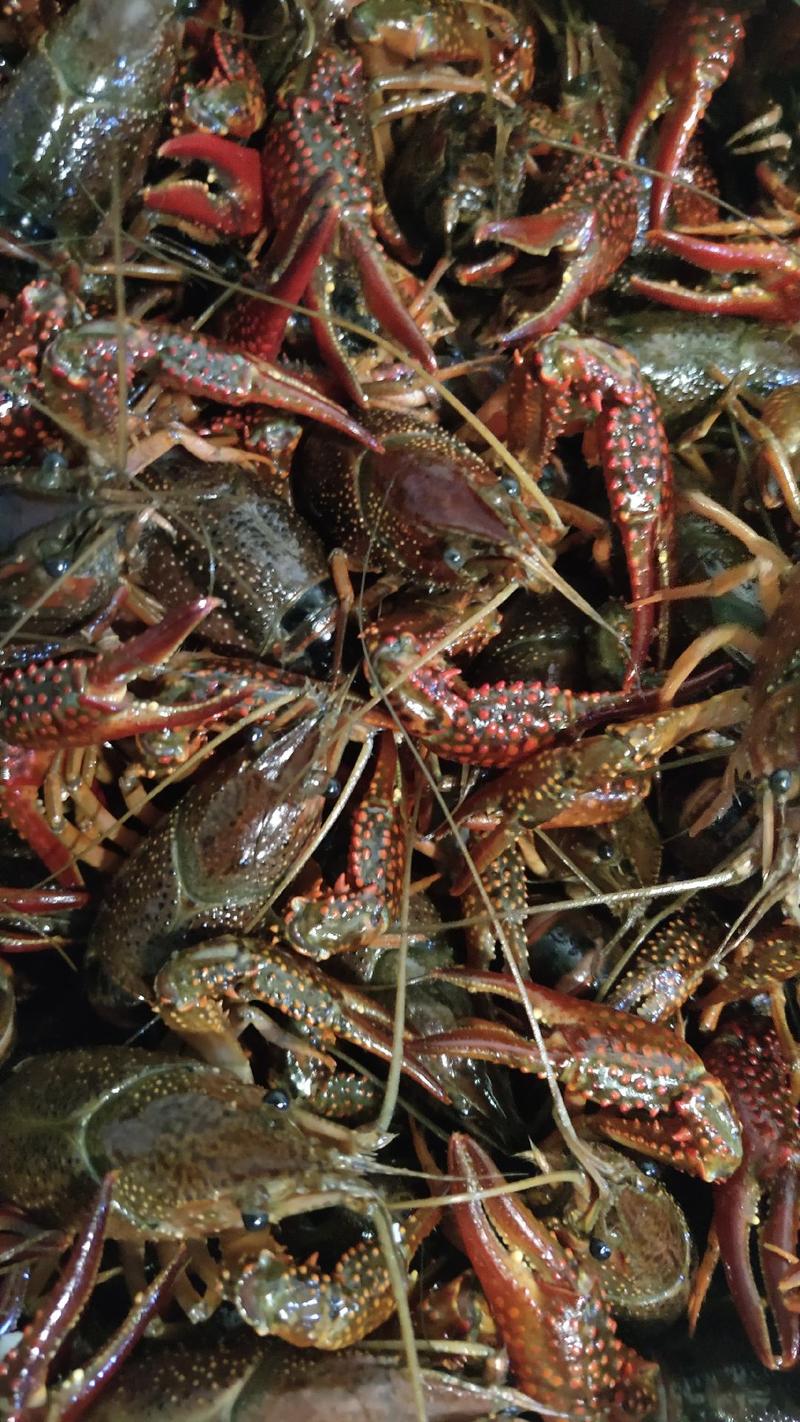 汉川深水湖虾，全国发货支持一件代发