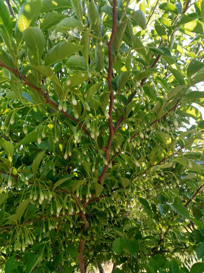 玉玲花苗木一手货源视频看货