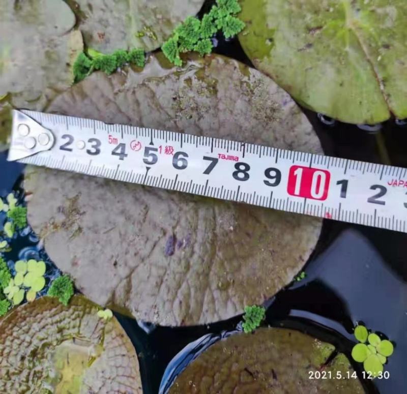 王莲大王莲热带王莲白洋淀瑞荷水生植物基地自产自销