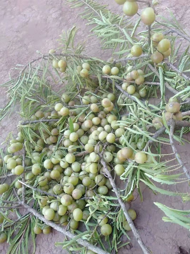 云南普洱野生牛柑果_橄榄果