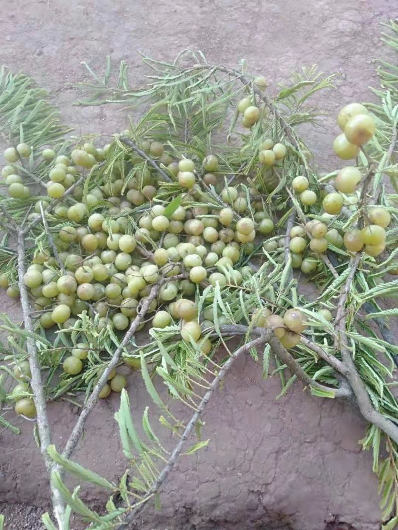 云南普洱野生牛柑果_橄榄果