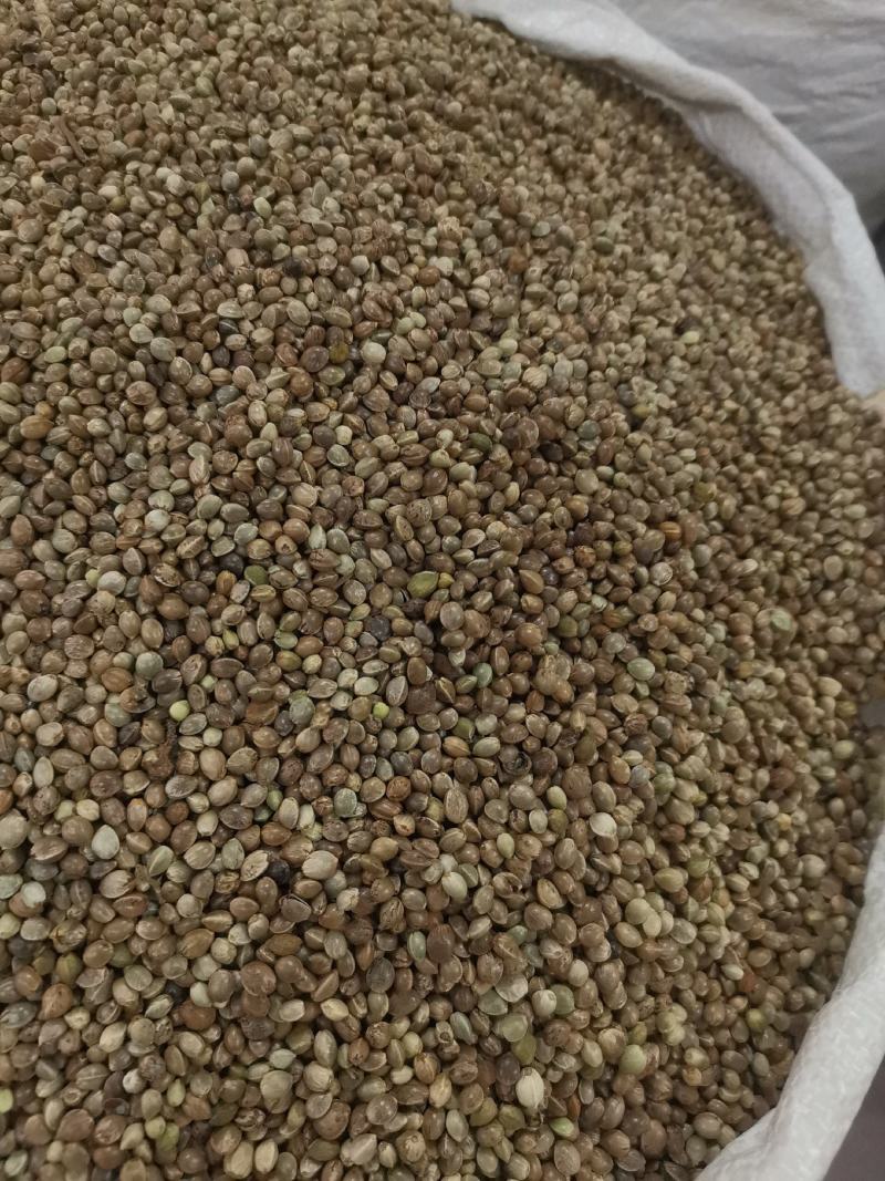 优质火麻仁去壳无杂净货过筛量大从优欢迎选购