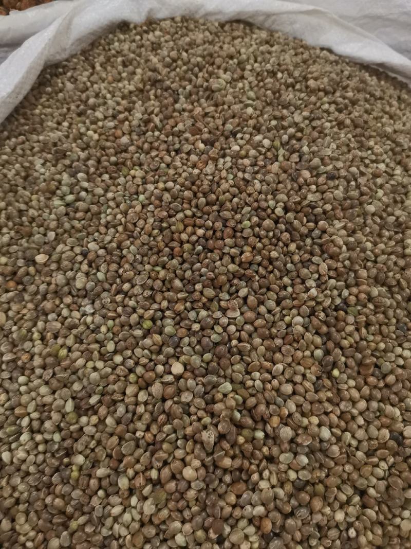 优质火麻仁去壳无杂净货过筛量大从优欢迎选购