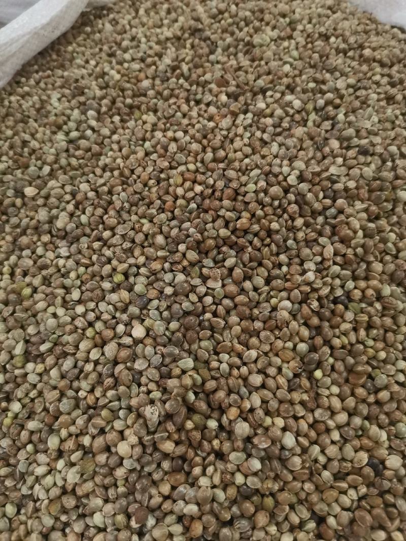优质火麻仁去壳无杂净货过筛量大从优欢迎选购