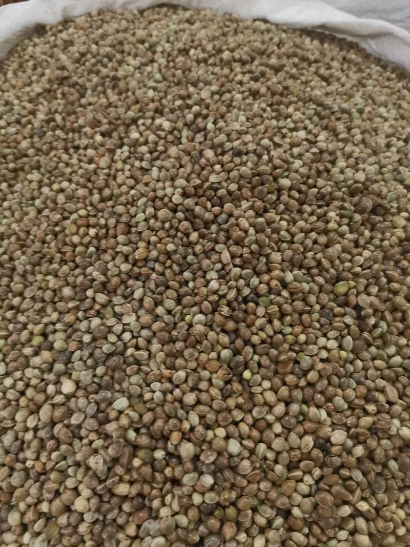 优质火麻仁去壳无杂净货过筛量大从优欢迎选购