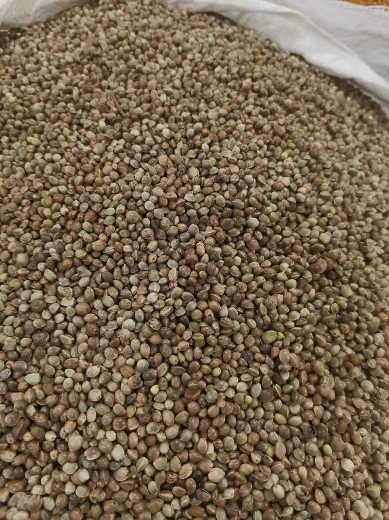 优质火麻仁去壳无杂净货过筛量大从优欢迎选购