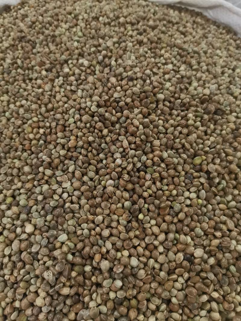 优质火麻仁去壳无杂净货过筛量大从优欢迎选购