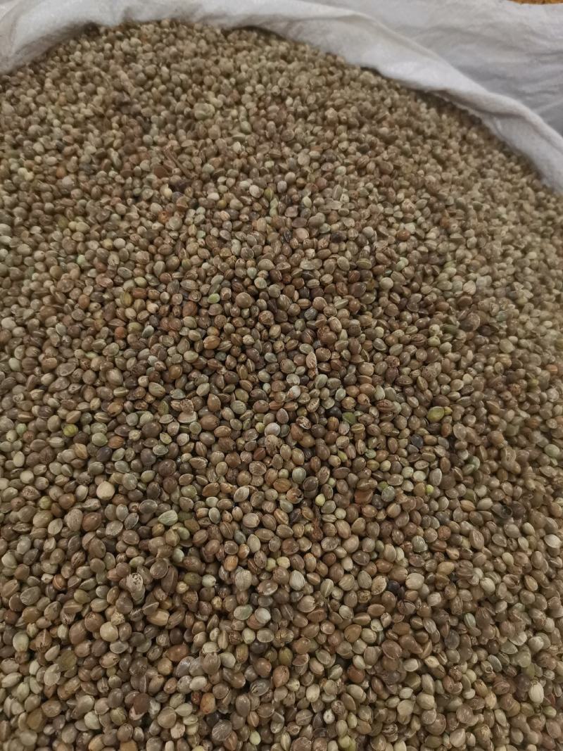 优质火麻仁去壳无杂净货过筛量大从优欢迎选购