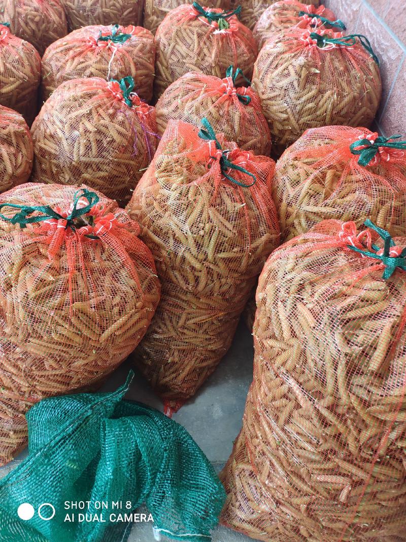 山东潍坊豌豆荚中豌六号上市了珍珠绿豌豆上市了