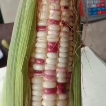 花糯玉米，新鲜大花小花糯玉米大量上市，口感好，长期供货