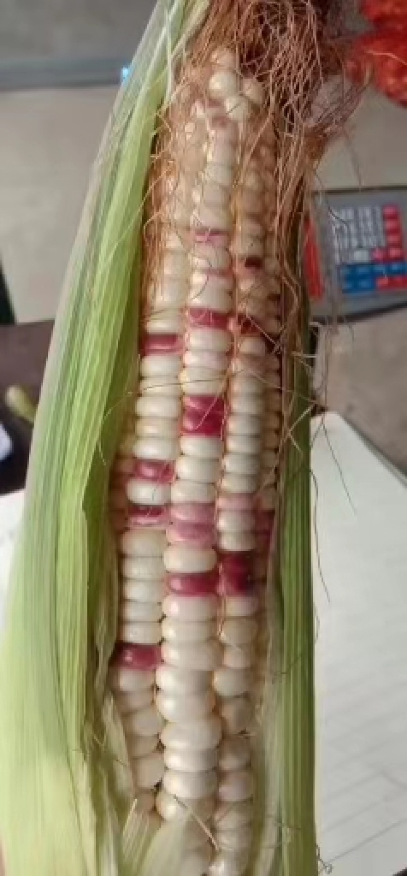 花糯玉米，新鲜大花小花糯玉米大量上市，口感好，长期供货
