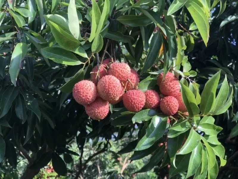 高州荔枝