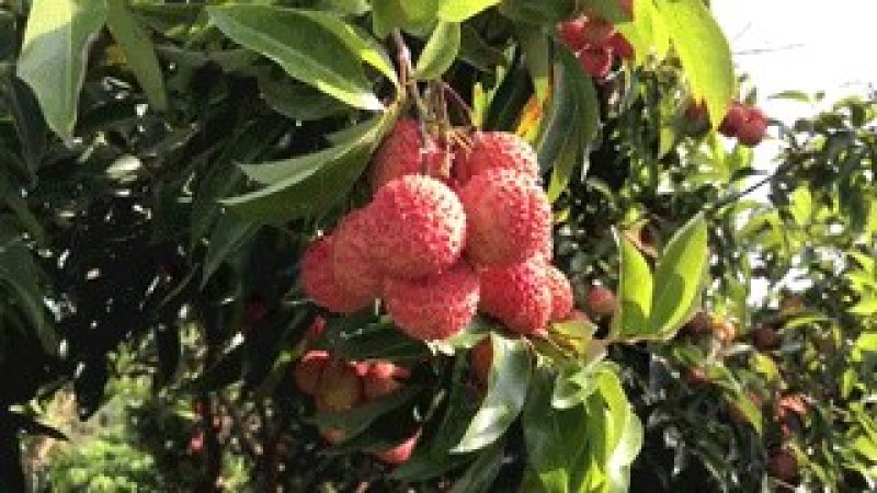 高州荔枝
