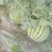 8424西瓜大棚种植