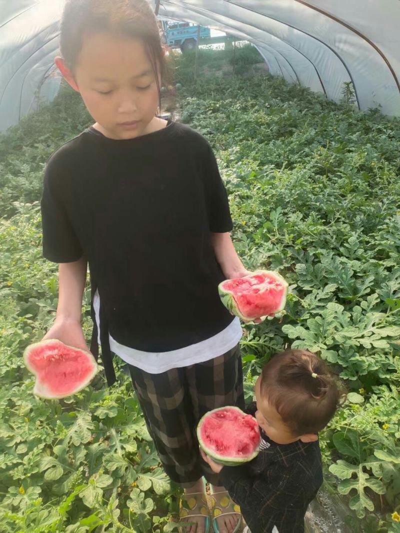8424西瓜大棚种植