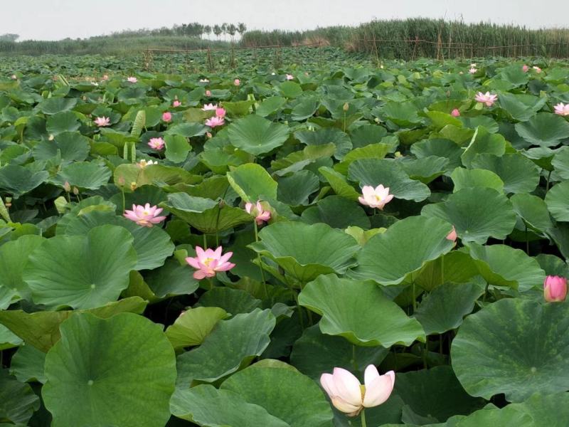 马踏湖脆藕