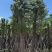 香樟树