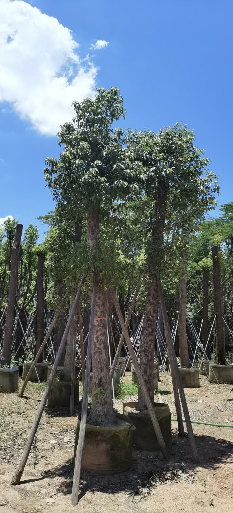 香樟树