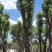 香樟树