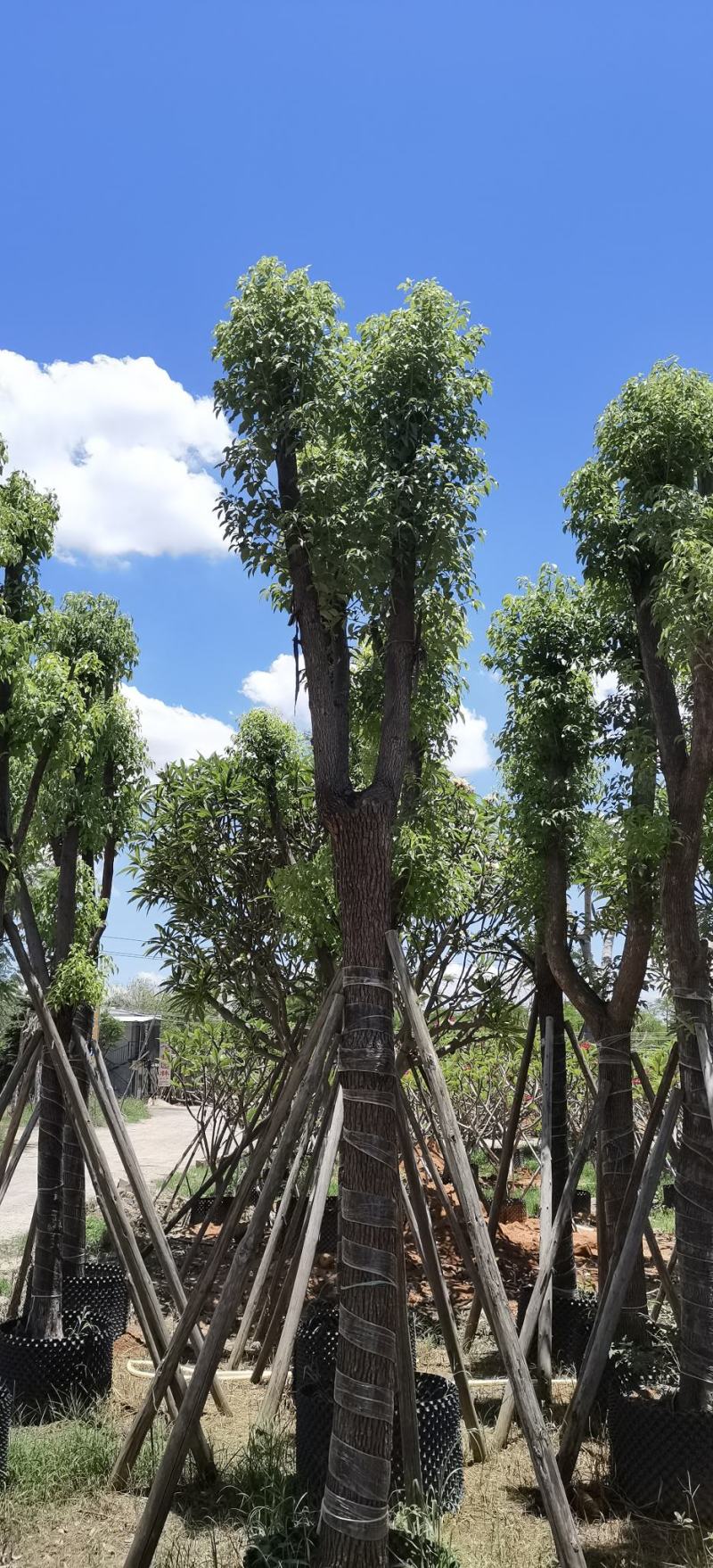 香樟树