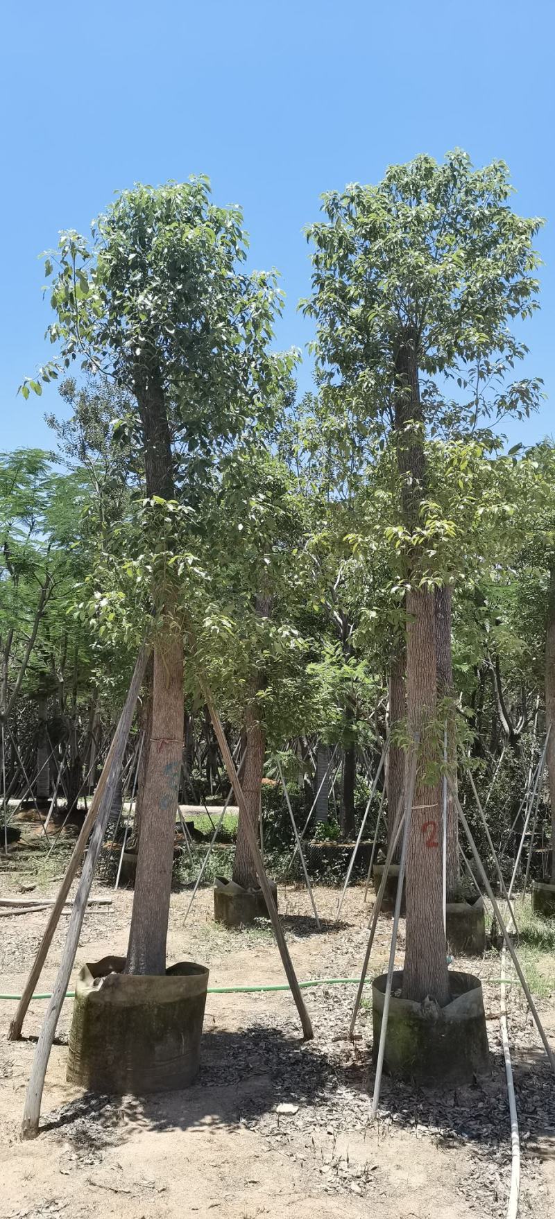 香樟树
