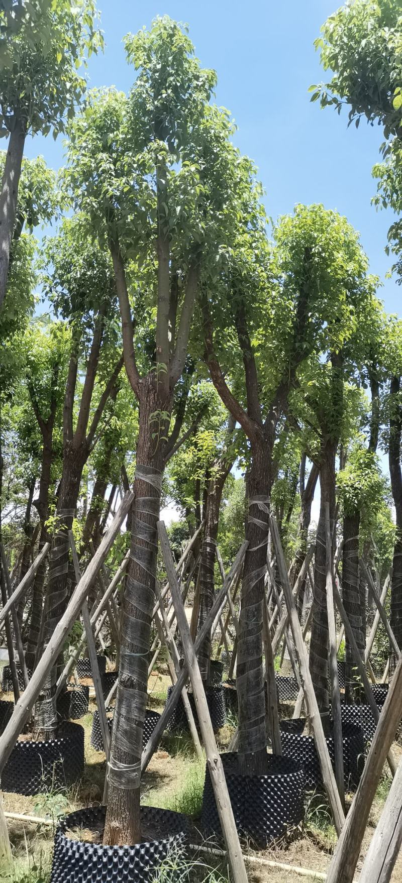 香樟树