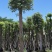 香樟树