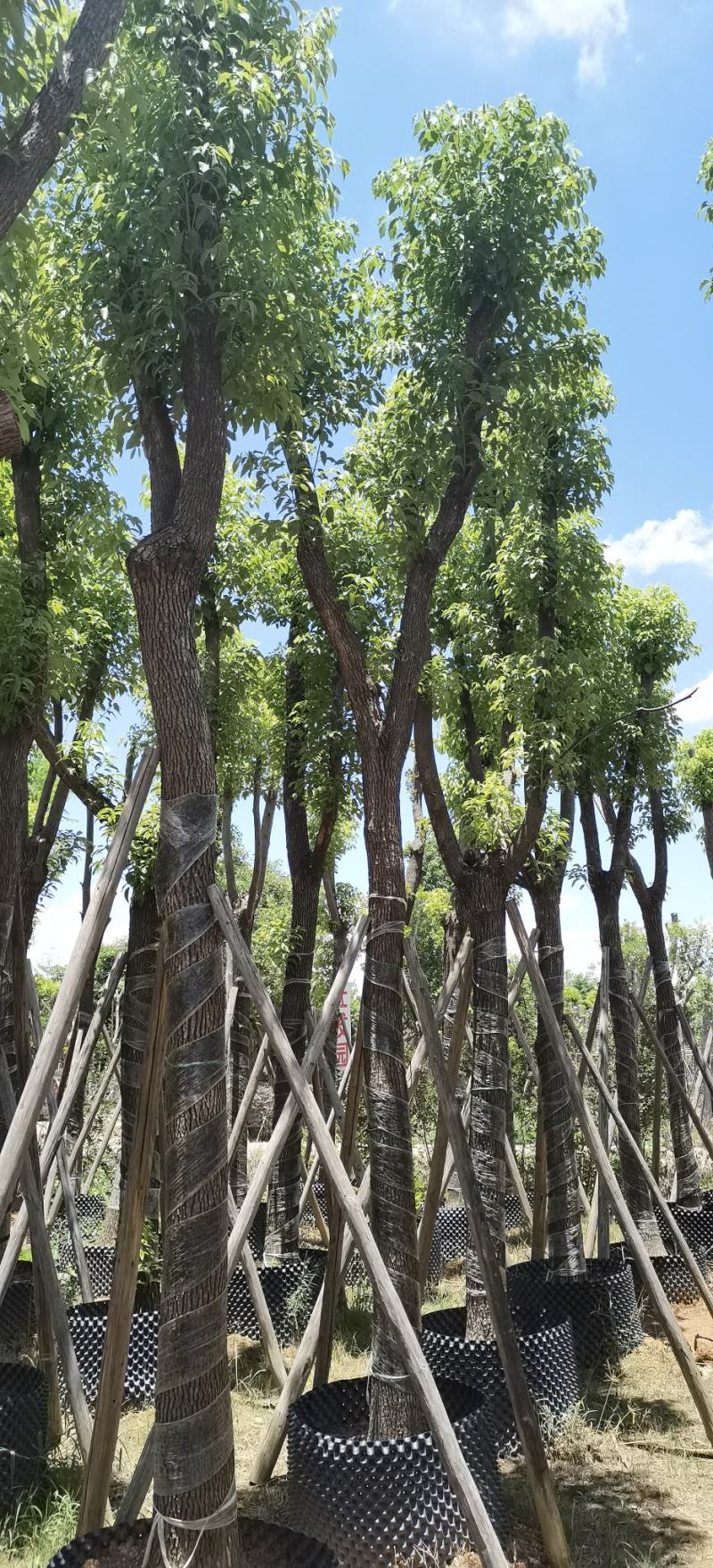 香樟树