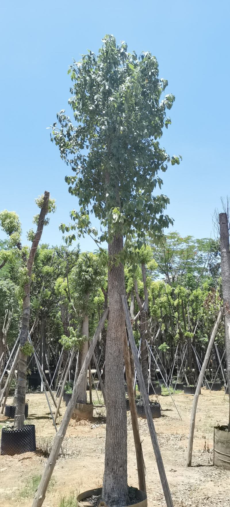 香樟树