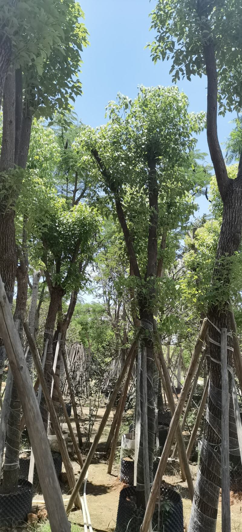 香樟树