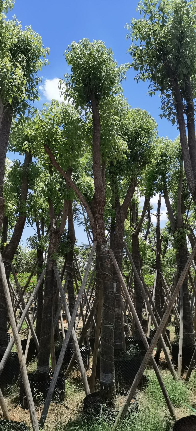 香樟树