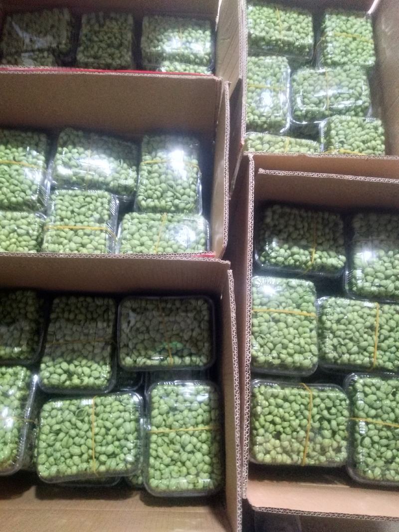 精品黑豆苗