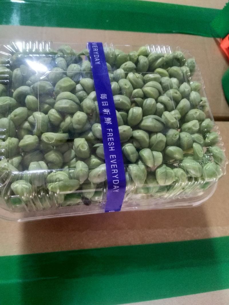 精品黑豆苗