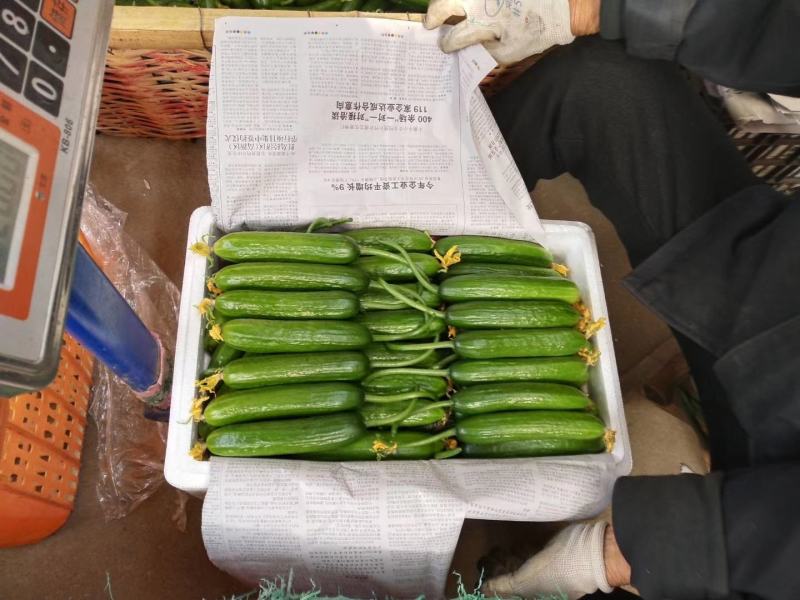 水果黄瓜山东新瓜大量上市！！！！！！！！