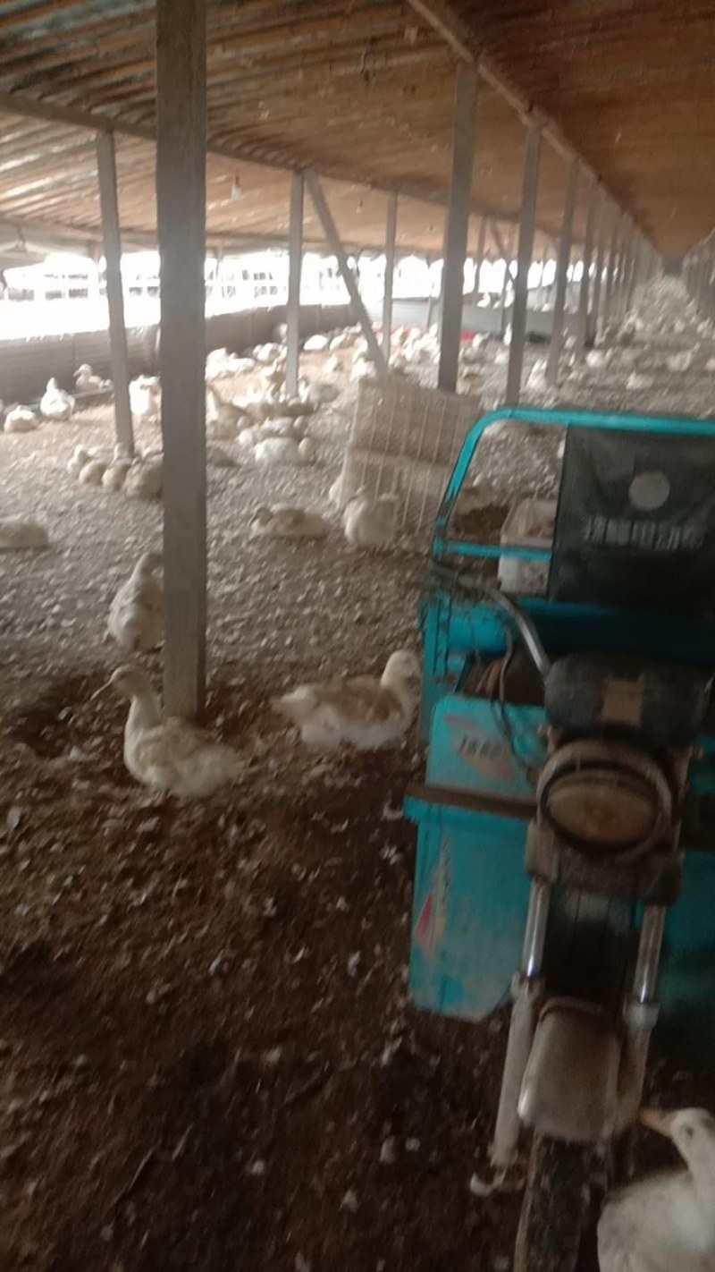 500多天淘汰老鸭