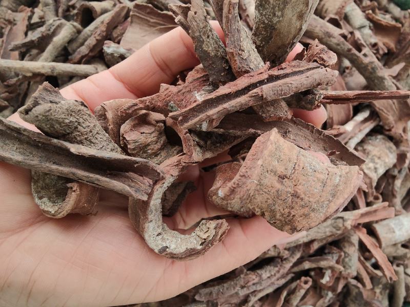野生紫荆皮白林皮紫荆木皮全国发货