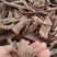 野生紫荆皮白林皮紫荆木皮全国发货