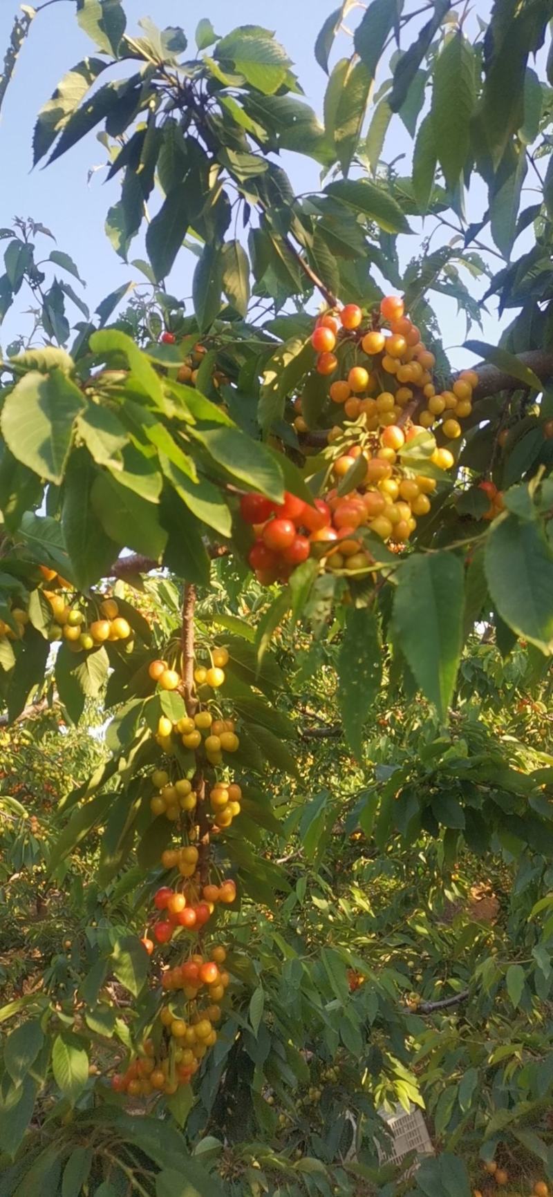 黄蜜，水晶，山东平度大量上市