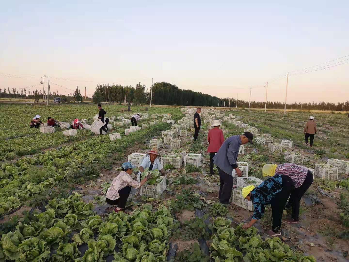 生菜田间种植场景