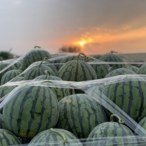 预售一百亩西瓜🍉美都直升苗一个星期过后开园