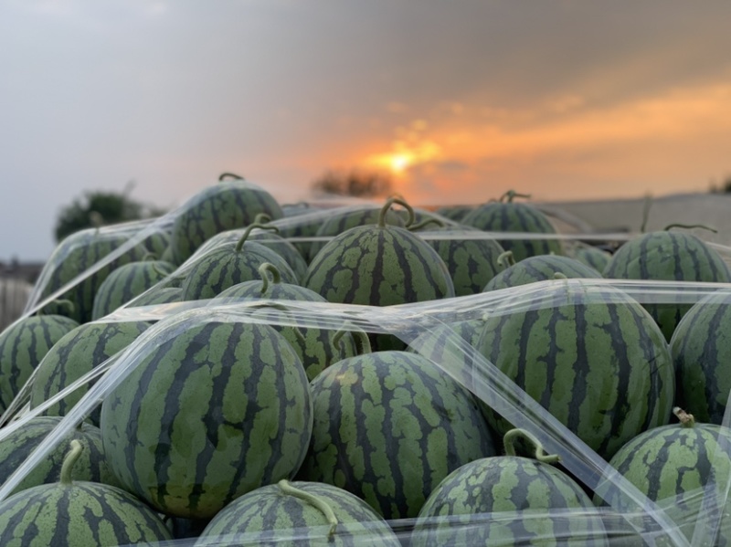 预售一百亩西瓜🍉美都直升苗一个星期过后开园