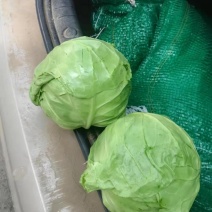 山东包菜大量上市平包圆包！！！！！！！！！！