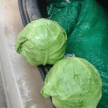 山东包菜大量上市平包圆包！！！！！！！！！！