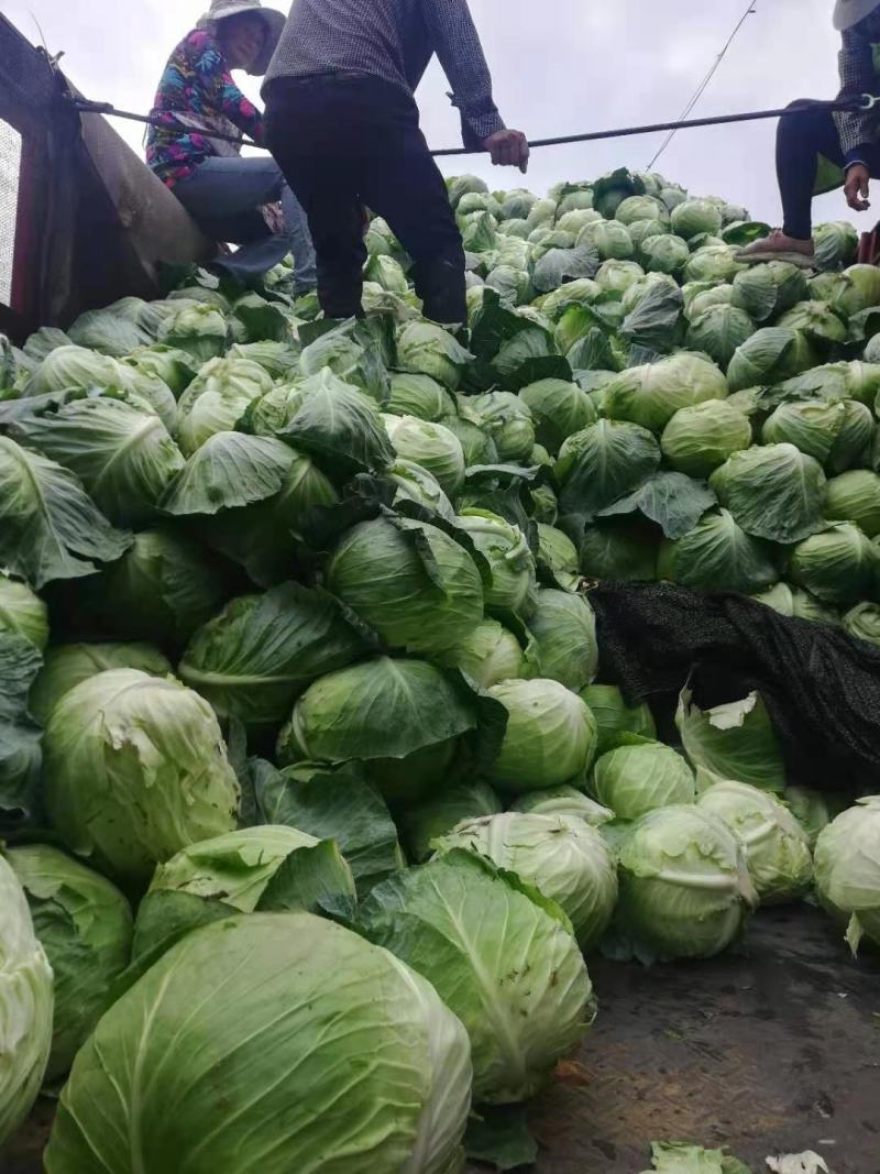 山东包菜大量上市平包圆包！！！！！！！！！！