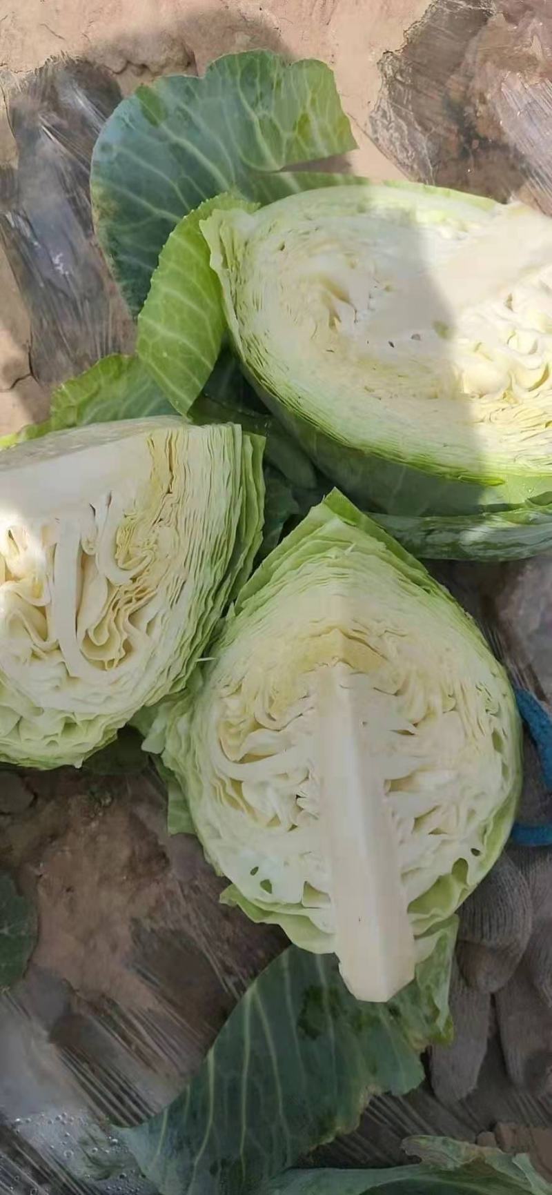 山东包菜大量上市平包圆包！！！！！！！！！！