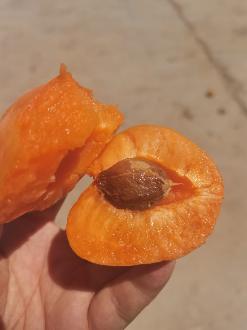 金太阳杏，凯特杏，产地直发，加工厂，电商，市场，超市
